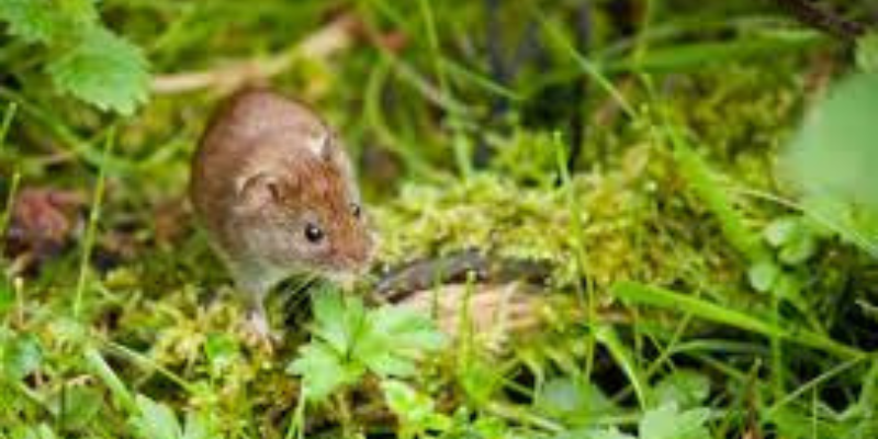 Could Voles at any point Damage My Lawn and Yard