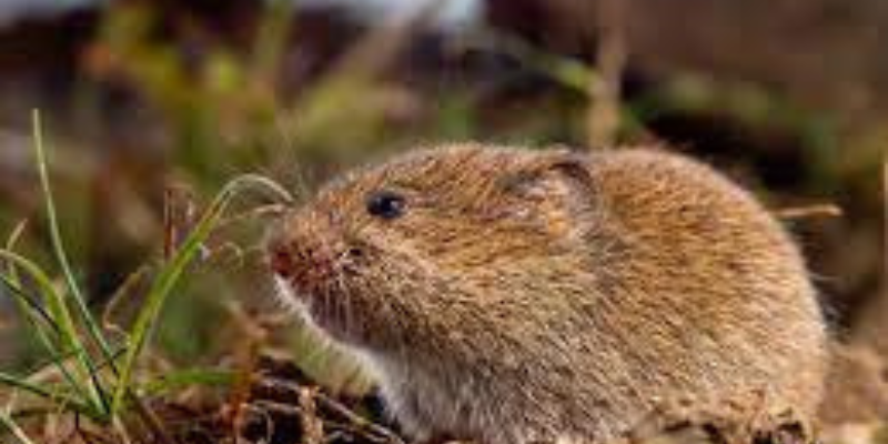 couple of sure-fire indications of voles