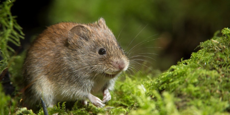 Get Rid of Voles