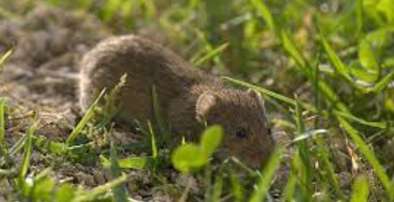 How to get rid of Voles